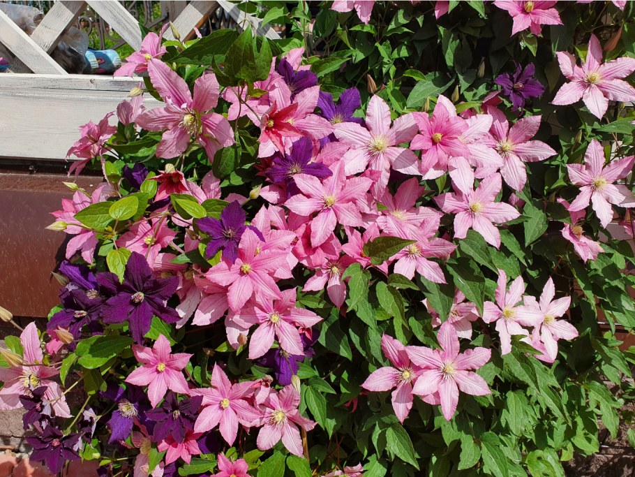 Клематис Rosamunde (Розамунд)