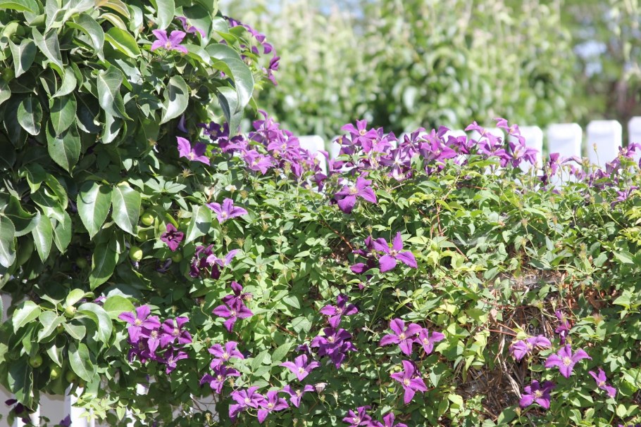 Клематис лимонник