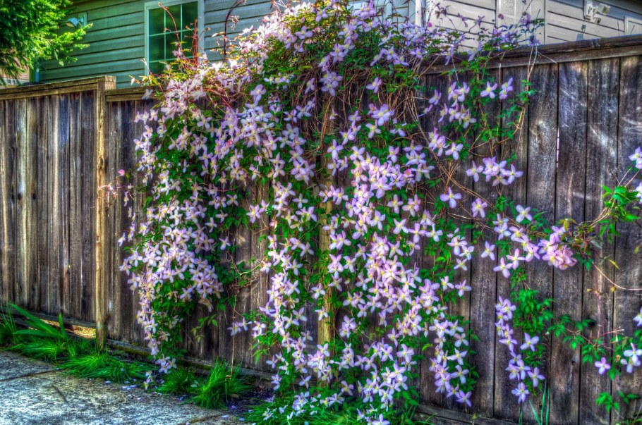 Клематис княжик изгородь