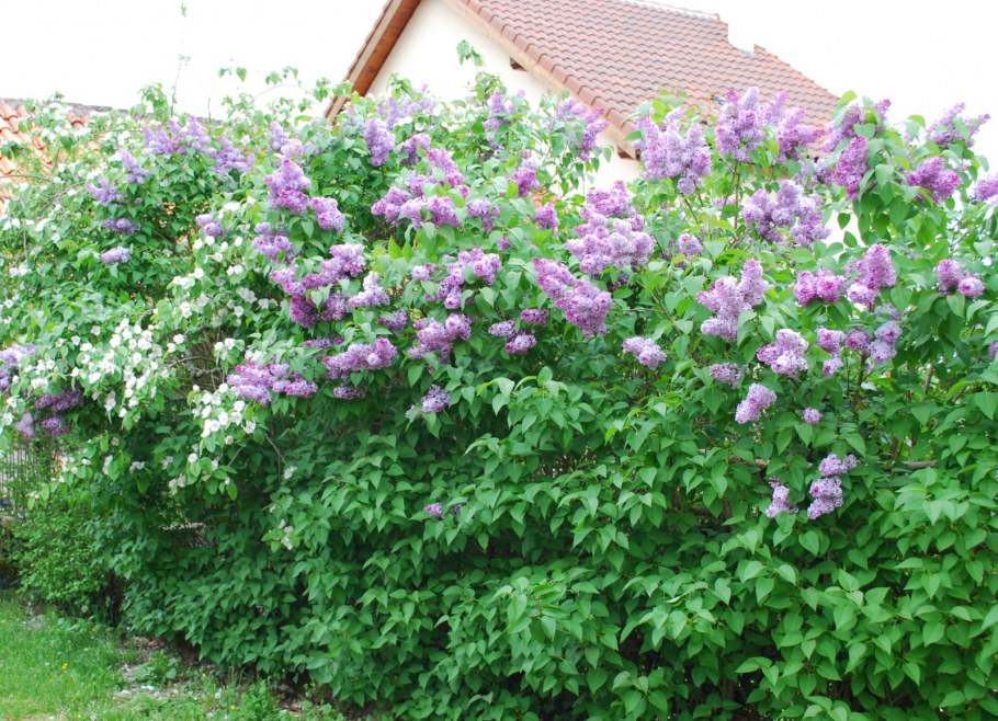 Клематис быстрорастущий