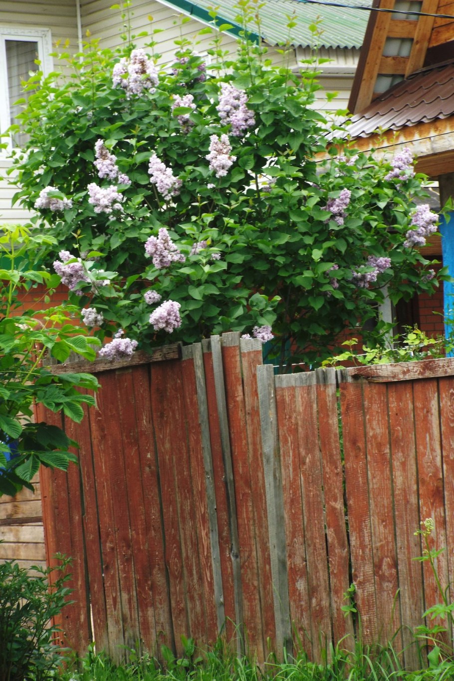 Клематис княжик изгородь