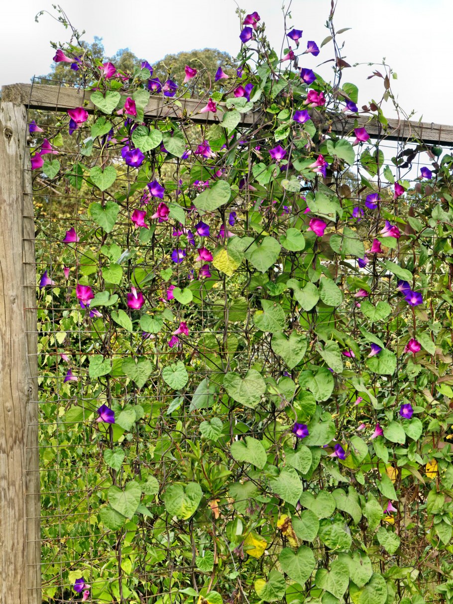 Клематис оплетает забор