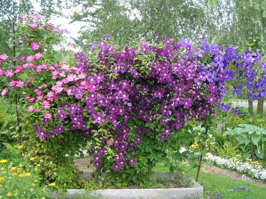 Клематис Юбилейный 70