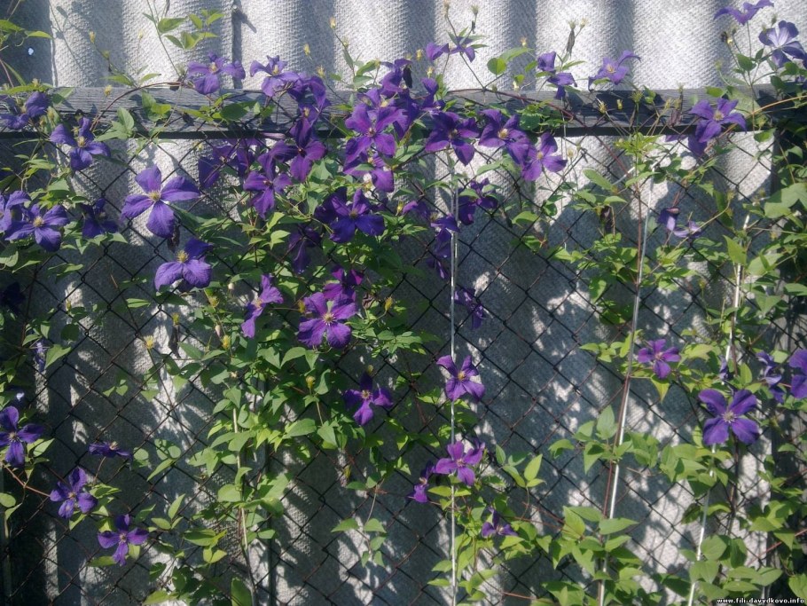 Клематис гибридный Волюцея