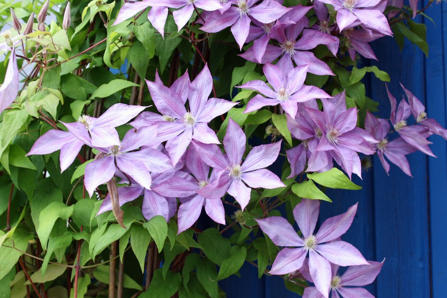 Крупноцветковый клематис для живой изгороди
