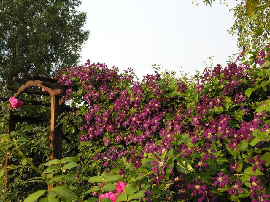 Клематис в озеленении