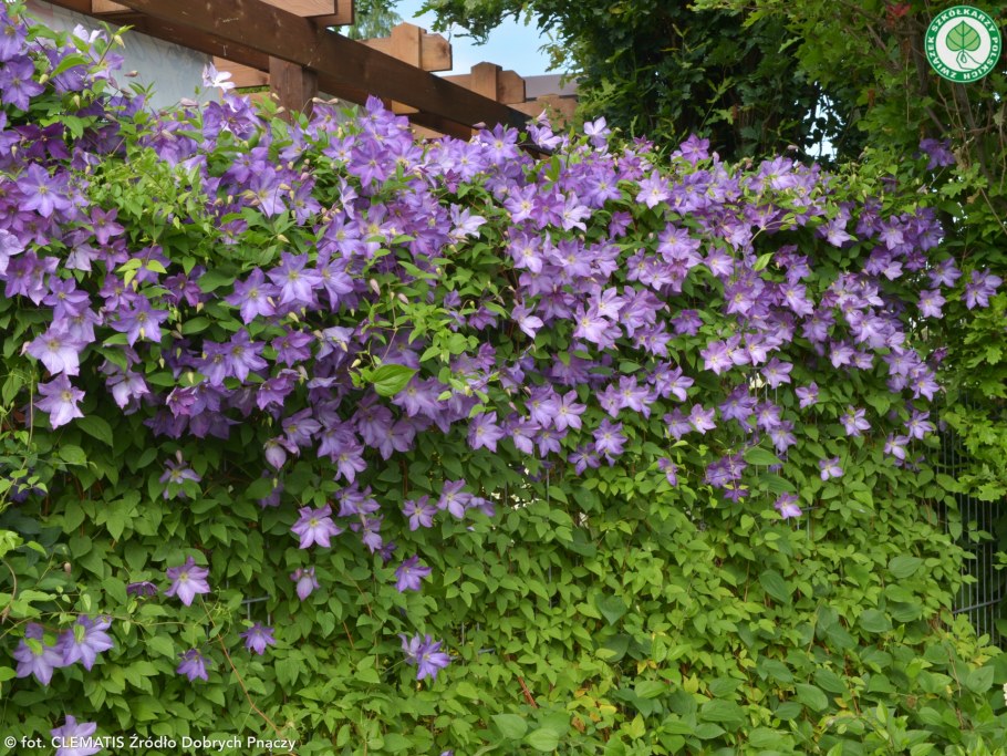 Клематис гибридный Солина