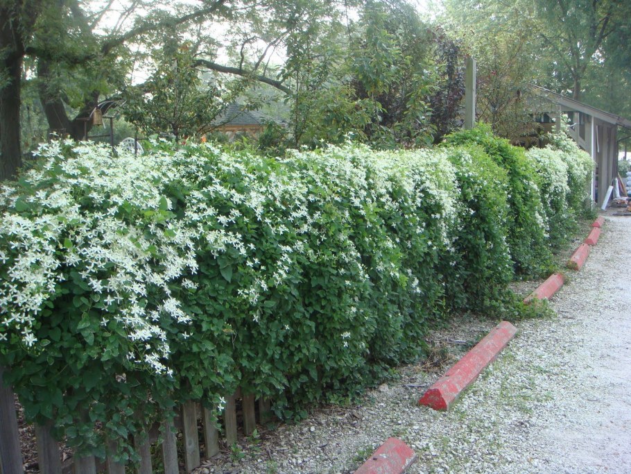 Ломонос Живая изгородь