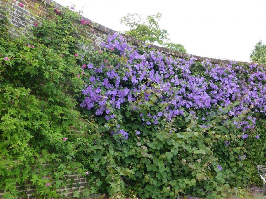 Клематис Исаго забора