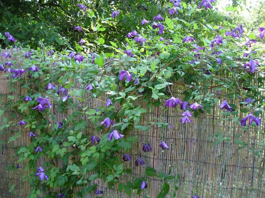 Древогубец изгородь