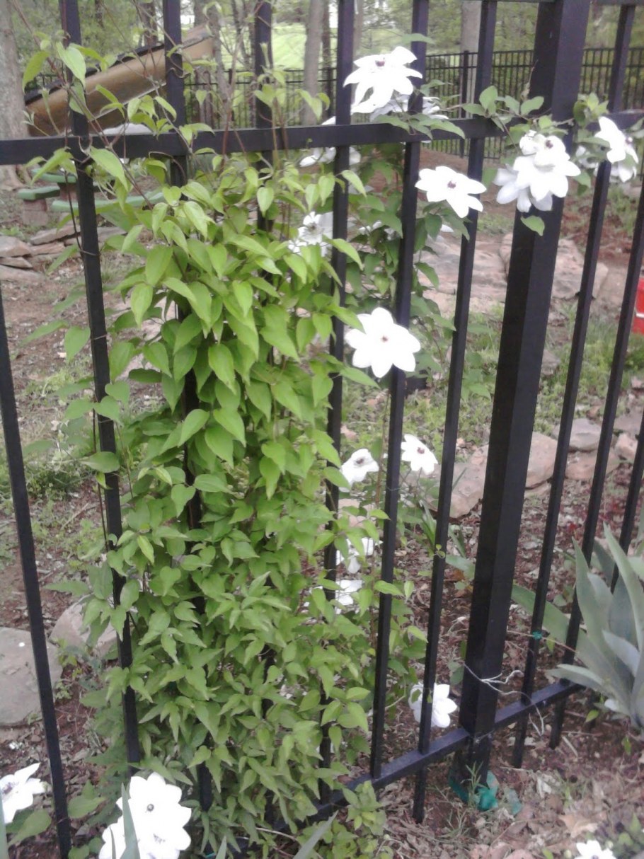 Клематис плетущийся