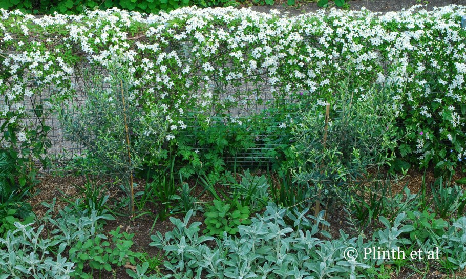 Клематис княжик изгородь