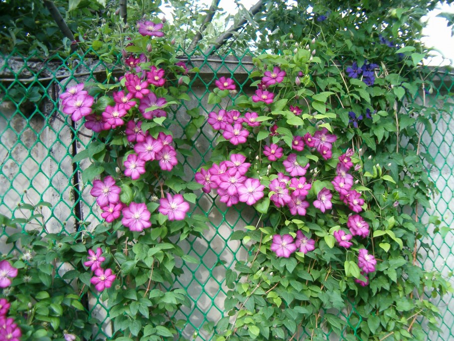 Клематис Комтесс Виль де Лион