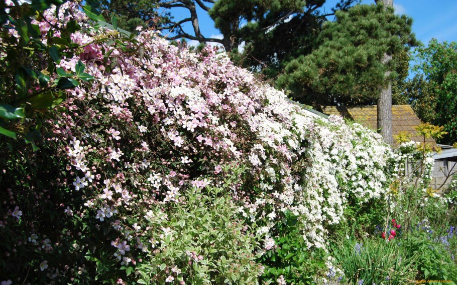 Ломонос растение Живая изгородь