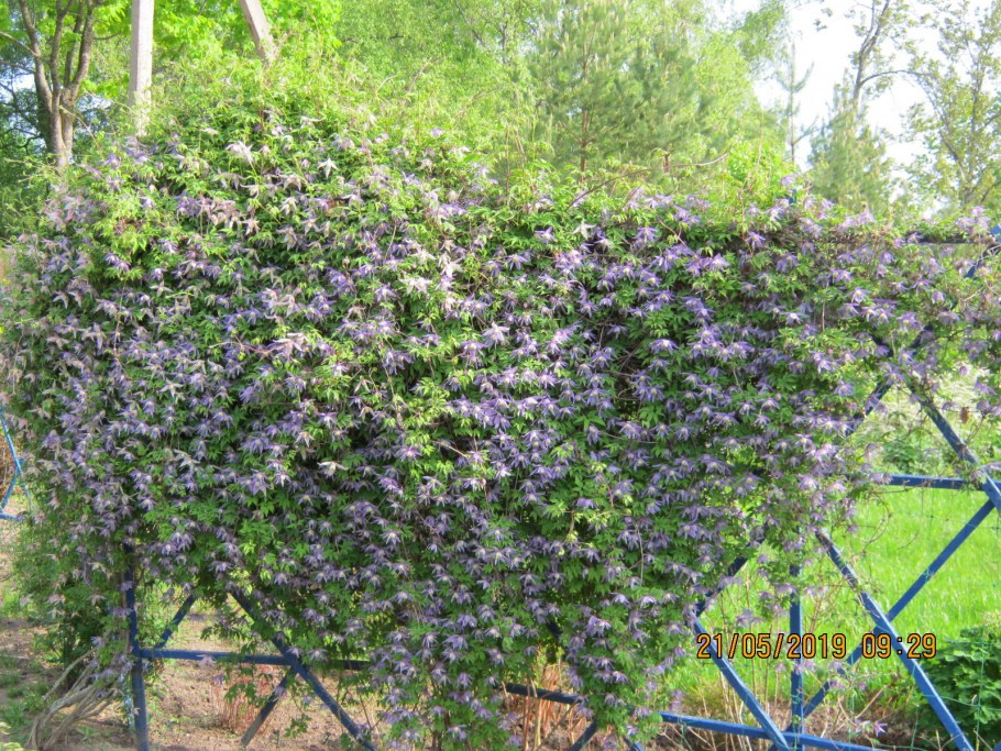 Живая изгородь (виноград + плющ) (Аэлита)