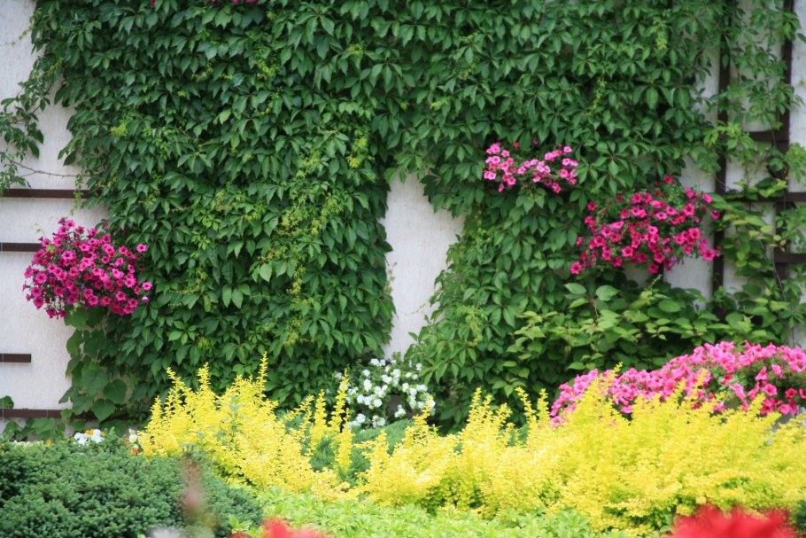 Гортензия плетистая черешковая