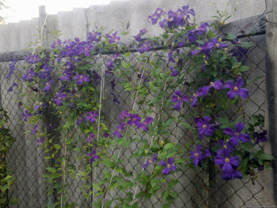 Клематис почвопокровный