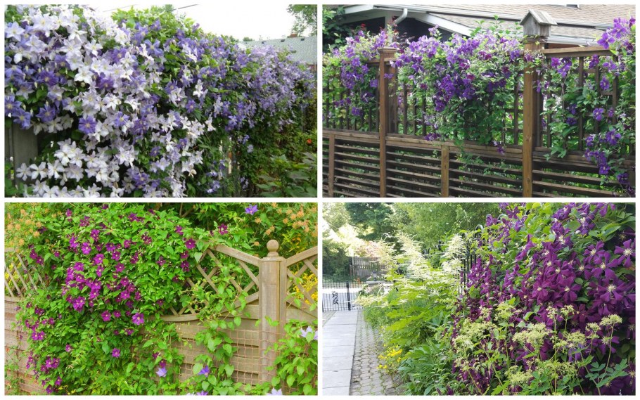 Clematis Jan Paweł II