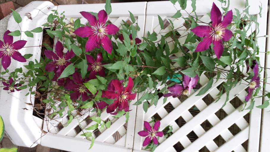 Забор из плетистых роз