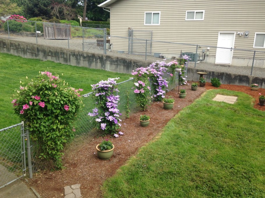 Клематис или Анютины глазки