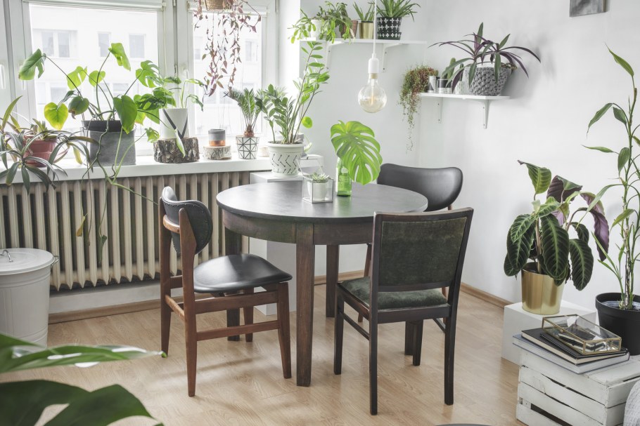 Модные комнатные цветы 2021