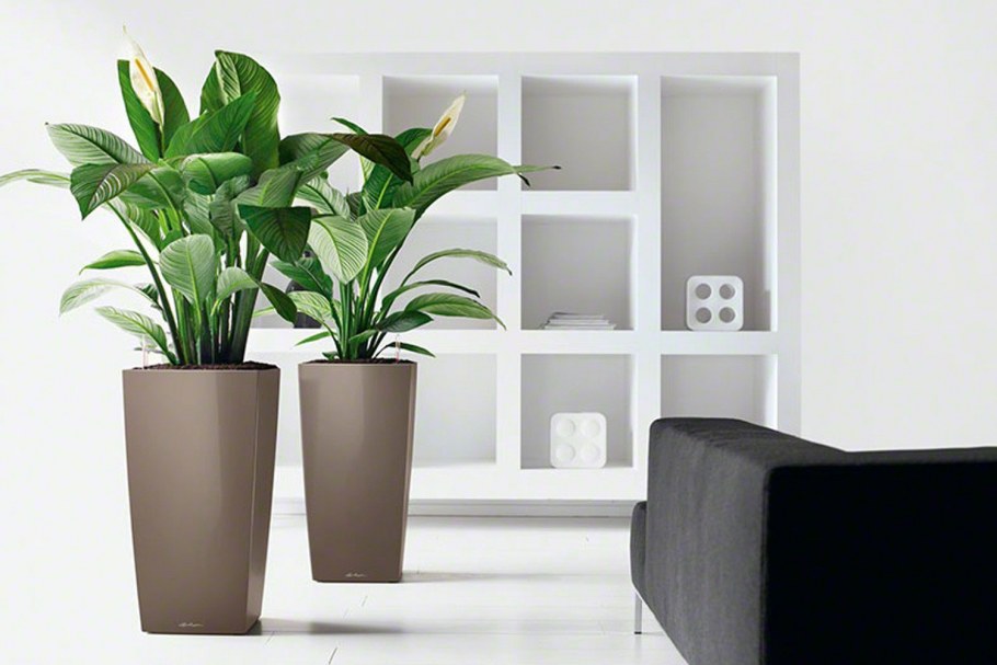 Лечуза спатифиллум