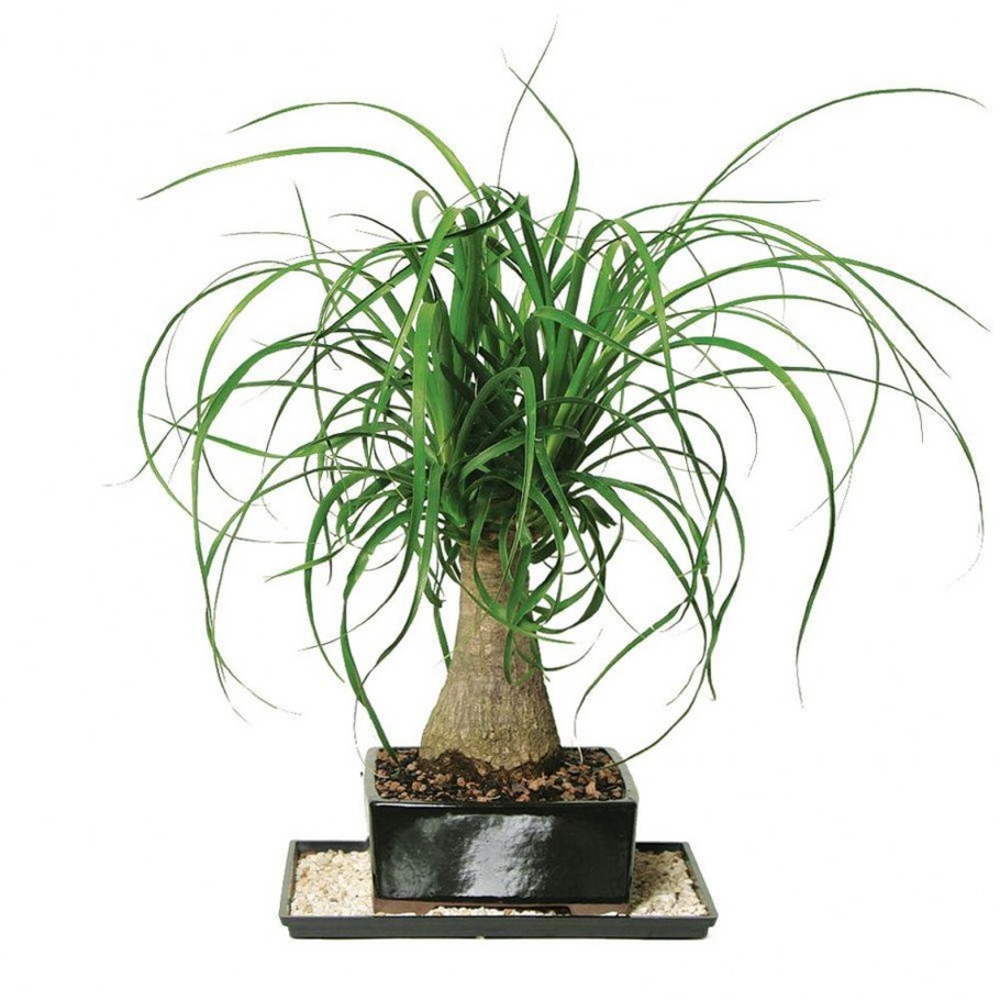 Бокарнея в интерьере