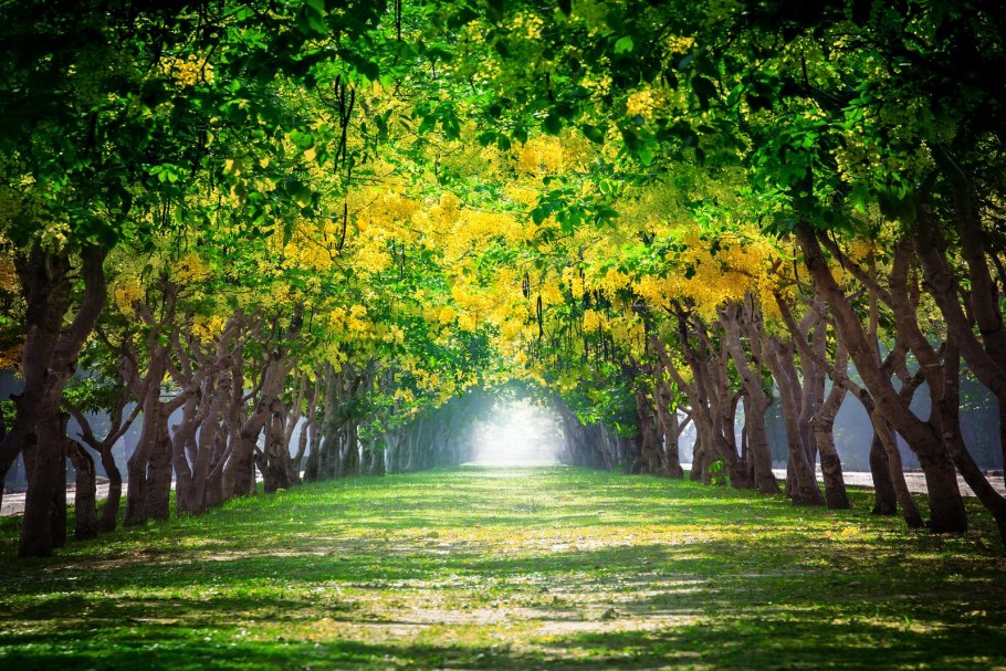 Мох ягель на стене