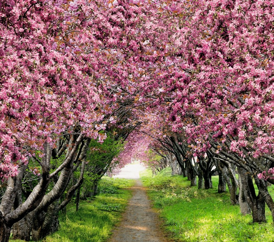 Фитодизайн в интерьере