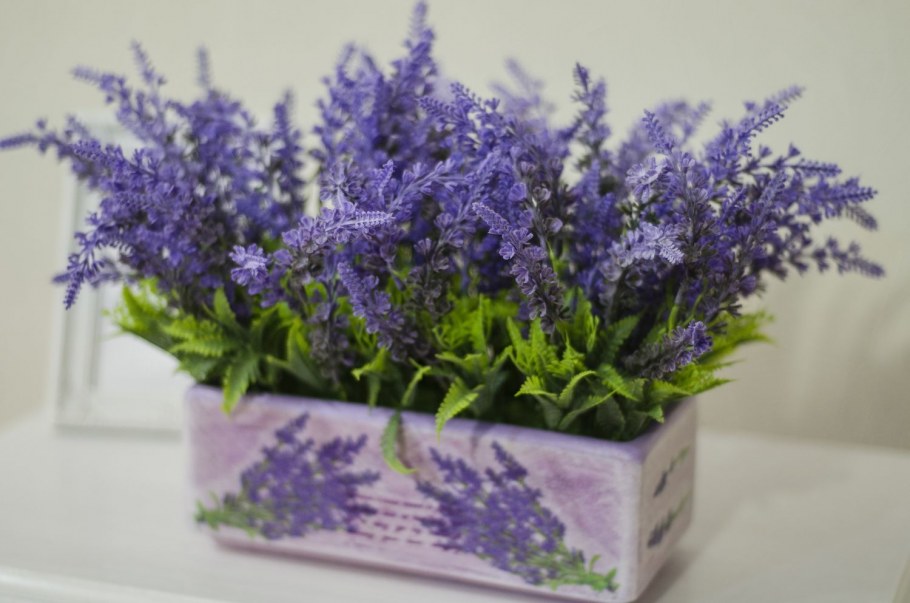 Лаванда декоративная