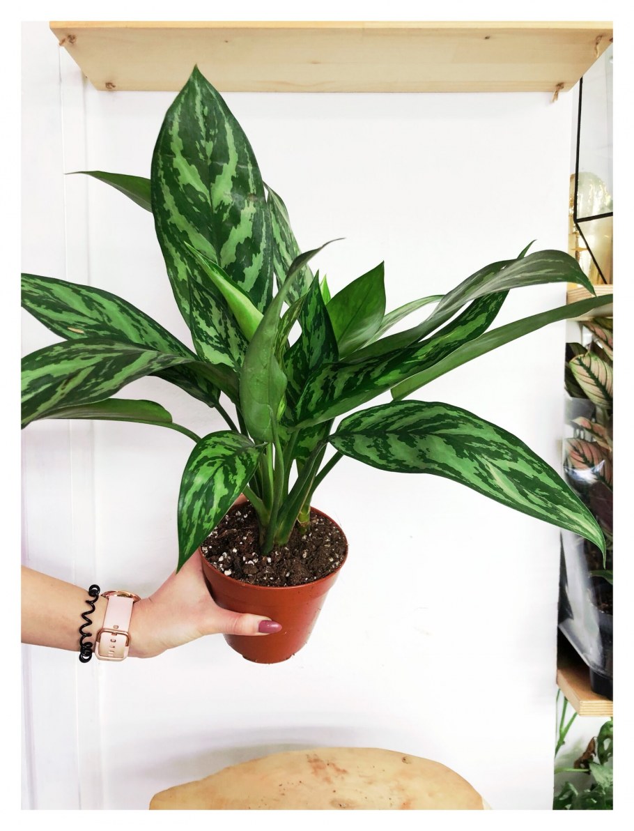 Аглаонема Джангл