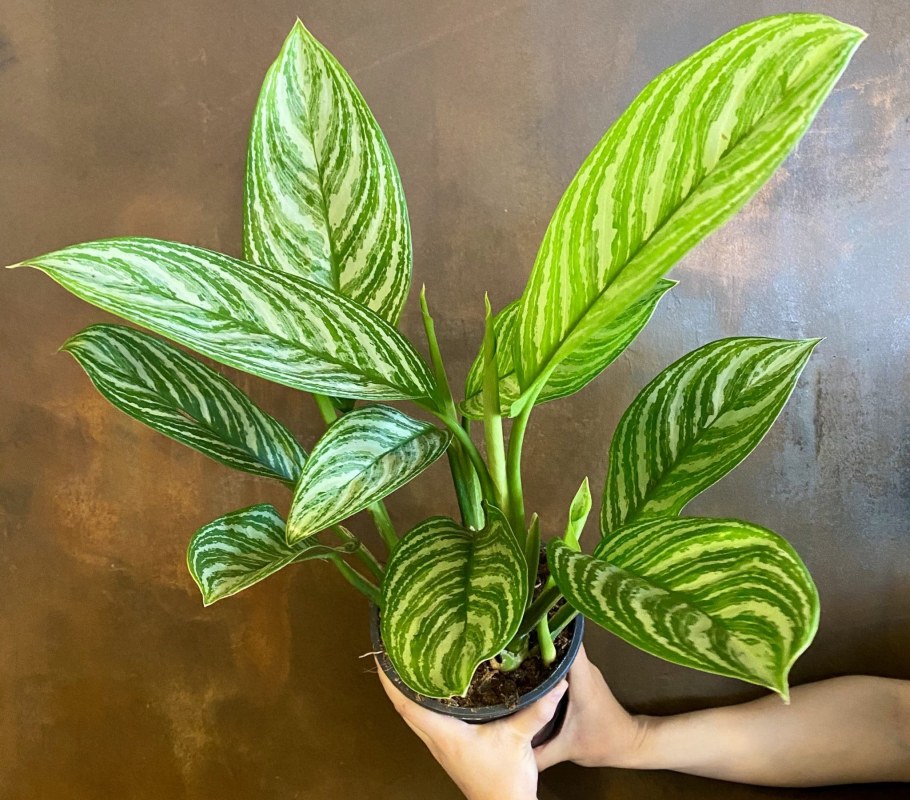 Аглаонема продолговатолистная