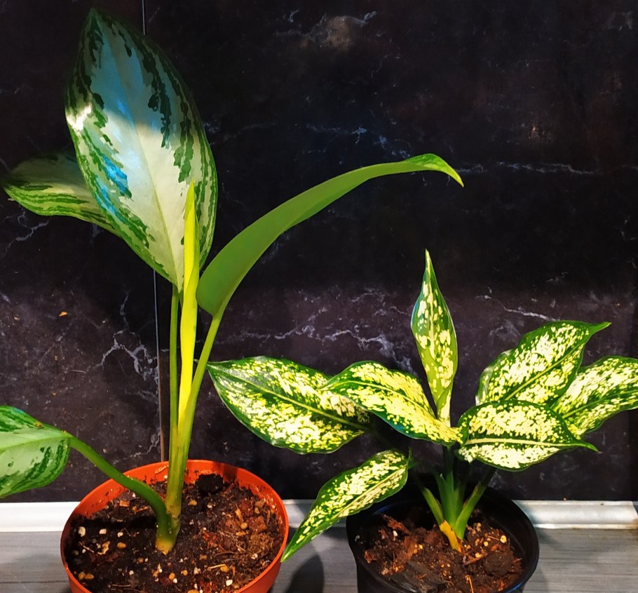 Аглаонема Клеопатра