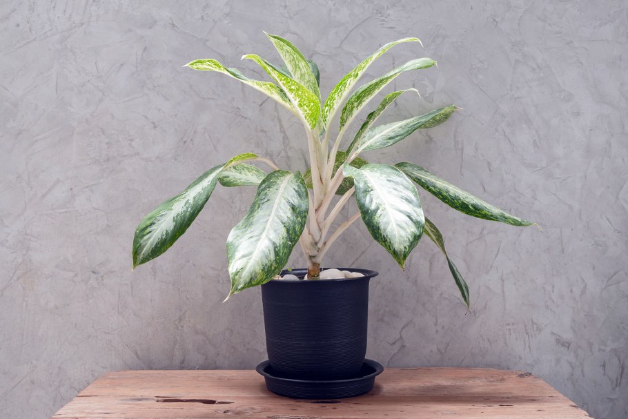 Аглаонема маранта