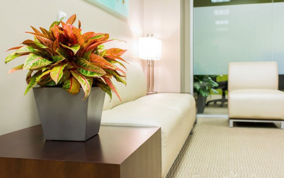 Аглаонема Мария в интерьере