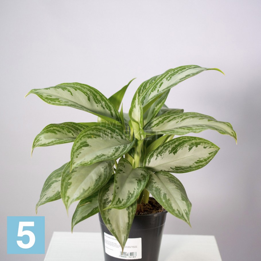 Аглаонема Престиж