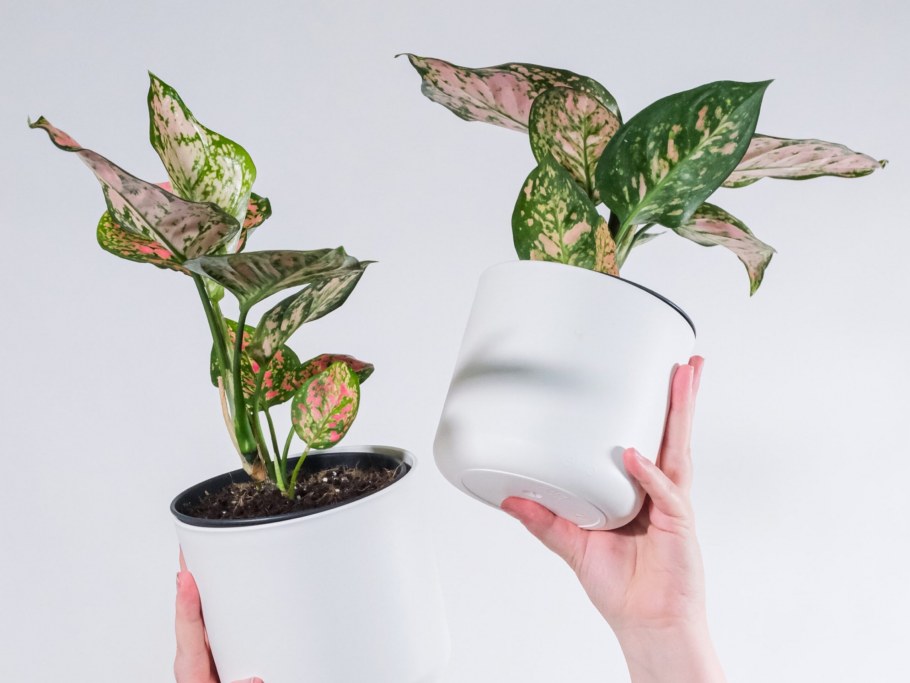 Аглаонема Мария Classico PNG