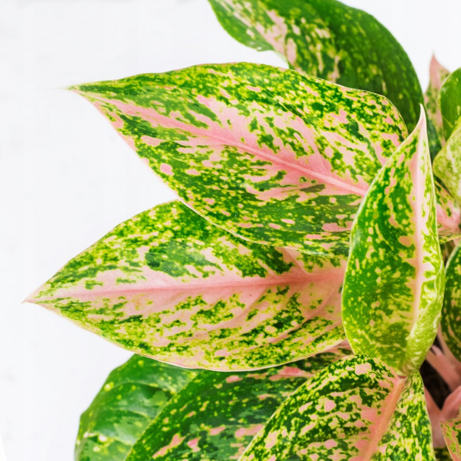 Аглаонема оранж