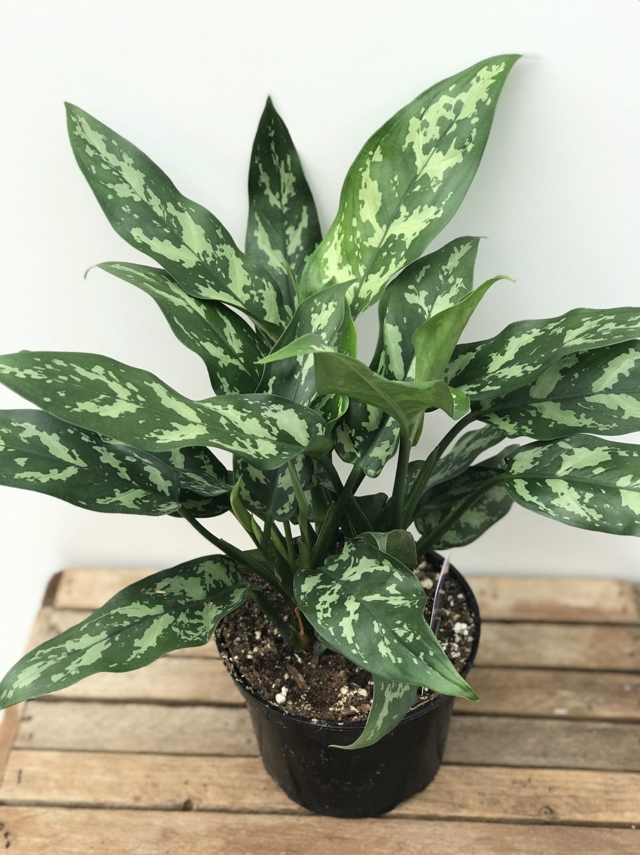 Аглаонема Фридман