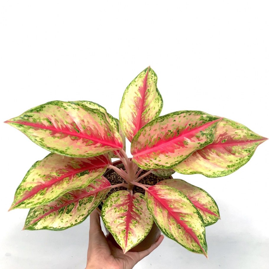 Аглаонема Суматра Вайт