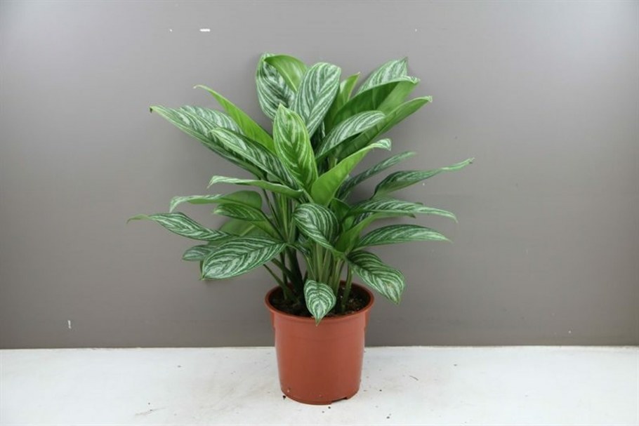 Аглаонема Джемини