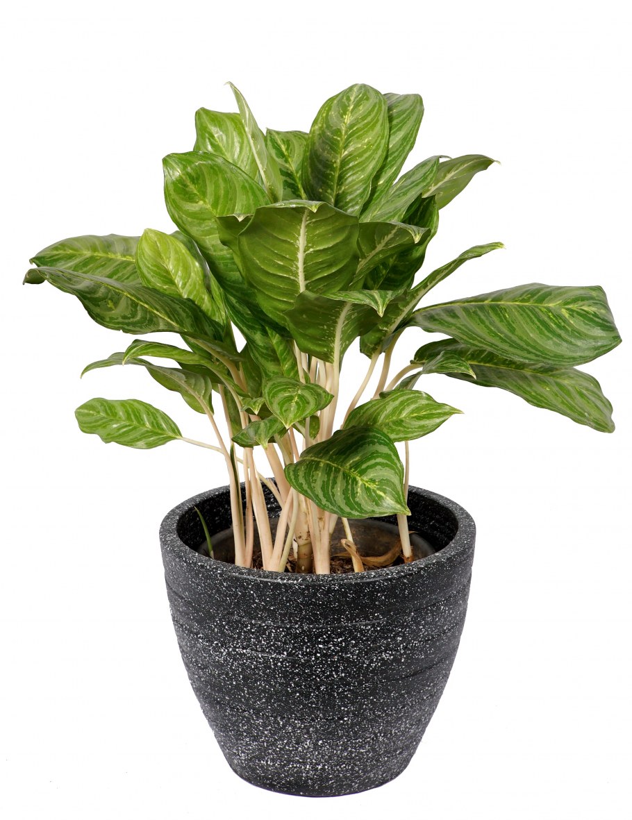 Аглаонема Спортс