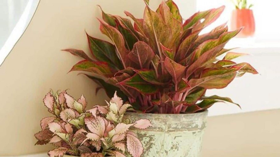 Аглаонема Chang Chang Puak