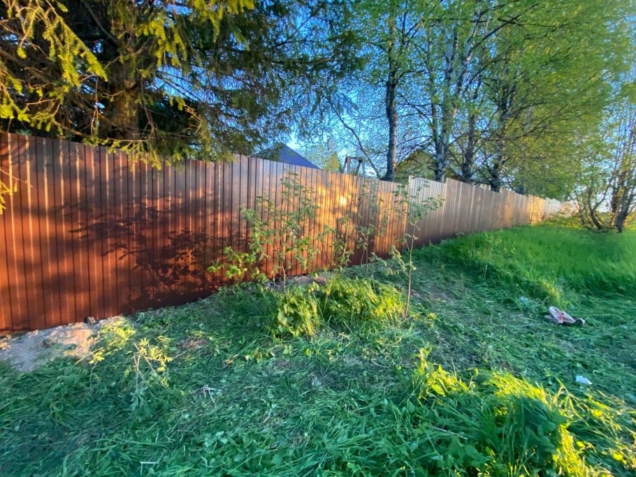 Березы вдоль забора