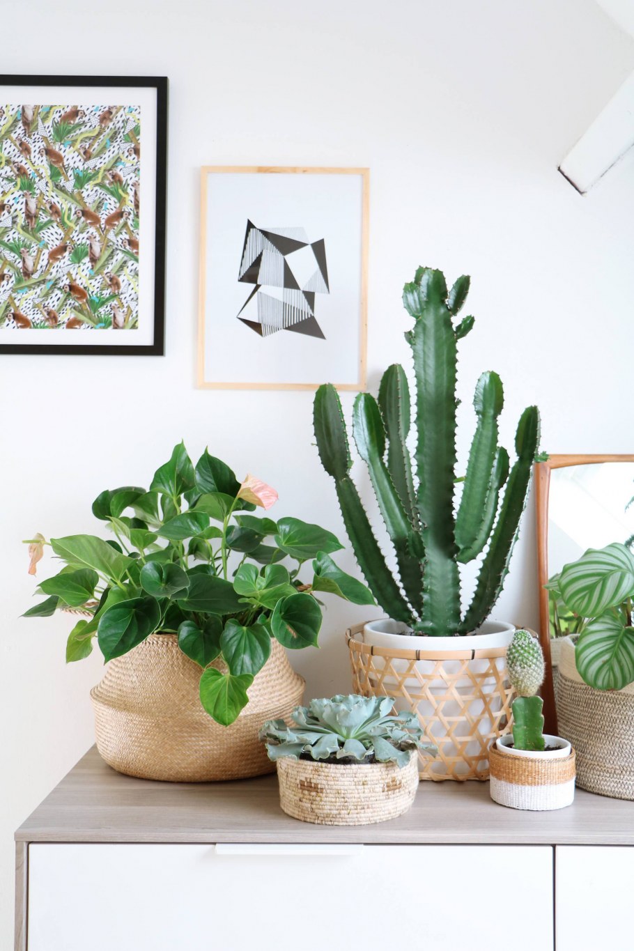 Комнатные растения Пинтерест