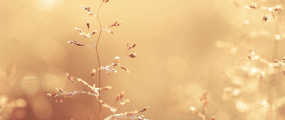 Фон для портрета