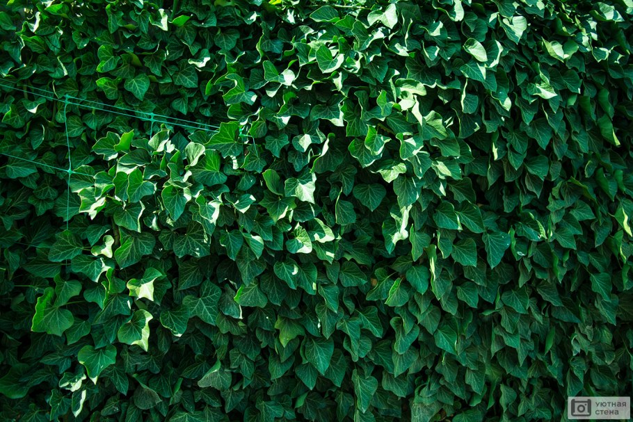 Плющ Хедера Живая изгородь