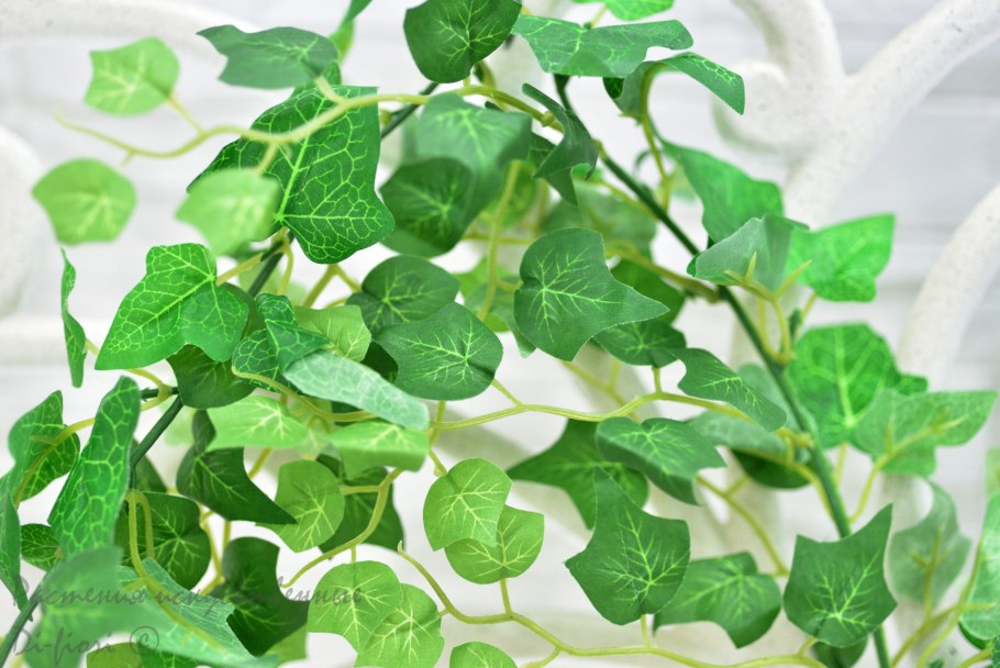 Вьющиеся лианы плющ