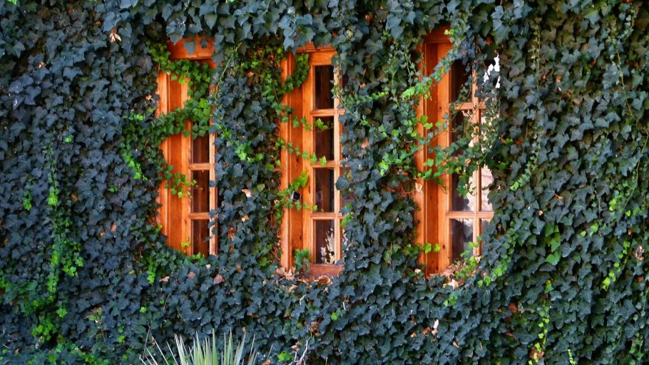 Плющ Хедера беседка