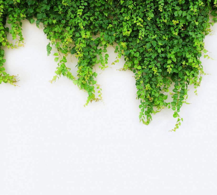 Свисающие лианы